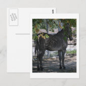 Carte Postale Zebra Love (Devant / Derrière)
