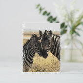 CARTE POSTALE ZEBRA LOVE (Debout devant)