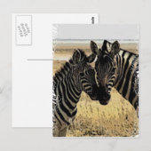 CARTE POSTALE ZEBRA LOVE (Devant / Derrière)