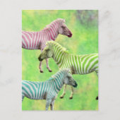 Carte Postale Zebra Pink Blue Green (Devant)