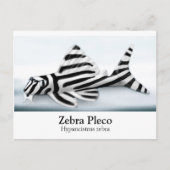 Carte postale Zebra Pleco (Devant)