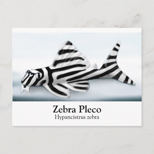 Carte postale Zebra Pleco (Devant)