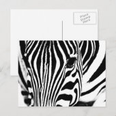 Carte Postale Zebra portrait noir et blanc (Devant / Derrière)