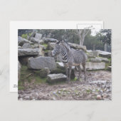 Carte Postale Zebra posant (Devant / Derrière)