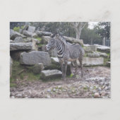 Carte Postale Zebra posant (Devant)