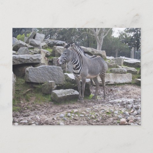 Carte Postale Zebra posant (Devant)