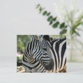 Carte postale Zebra Pose (Debout devant)