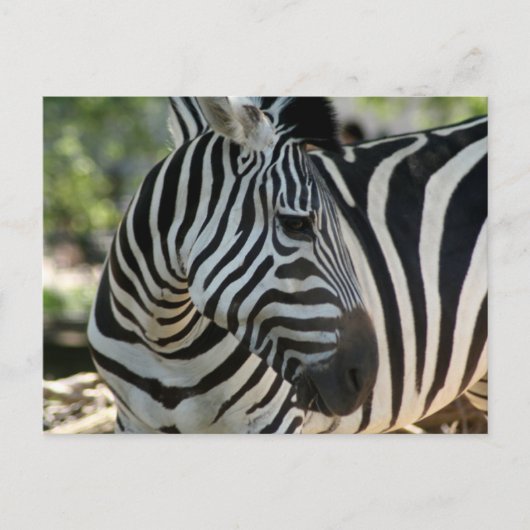Carte postale Zebra Pose (Devant)