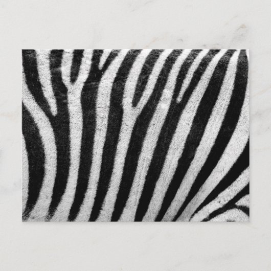 Carte Postale Zebra Print, Zebra Stripes, Noir Et Blanc (Devant)