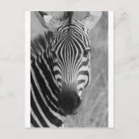 Zebra Safari mignon Classic Africain rayures