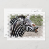 Carte postale Zebra souriante (Devant / Derrière)