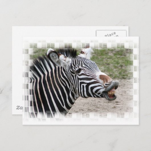Carte postale Zebra souriante (Devant / Derrière)
