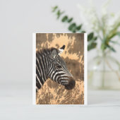 Carte Postale Zebra Stripes (Debout devant)