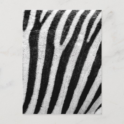Carte Postale Zebra Stripes (Devant)