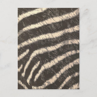 Carte Postale Zebra Stripes
