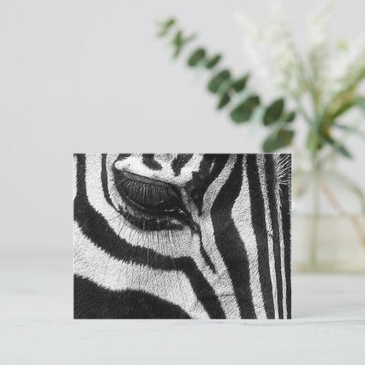 Carte Postale Zebra Stripes (Debout devant)
