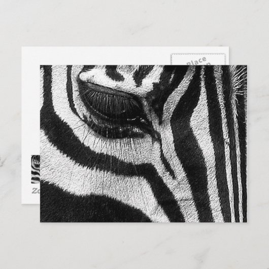 Carte Postale Zebra Stripes (Devant / Derrière)