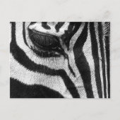Carte Postale Zebra Stripes (Devant)