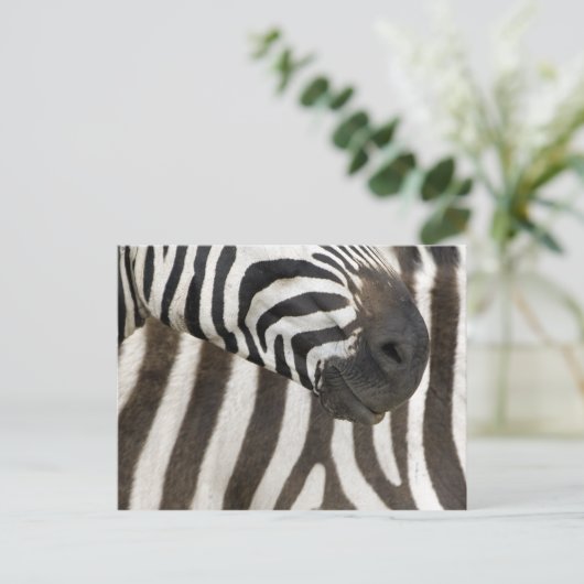 Carte Postale Zebra strips (Debout devant)