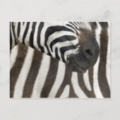 Carte Postale Zebra strips (Devant)