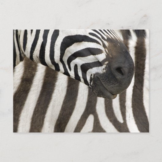 Carte Postale Zebra strips (Devant)