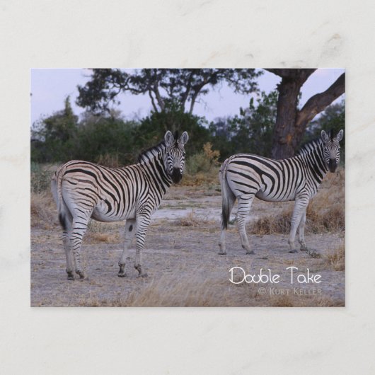 Carte Postale Zebra Twins Double Take Photo (Devant)