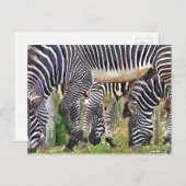 CARTE POSTALE ZEBRAS (Devant / Derrière)