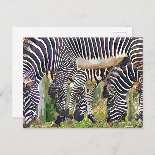 CARTE POSTALE ZEBRAS (Devant / Derrière)
