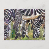 CARTE POSTALE ZEBRAS (Devant)