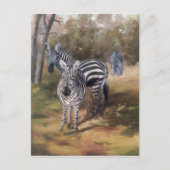 Carte postale Zebras (Devant)