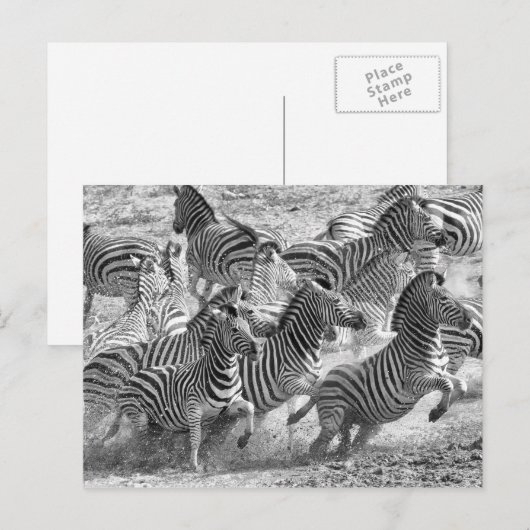 Carte Postale Zebras (Devant / Derrière)