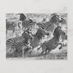 Carte Postale Zebras