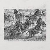 Carte Postale Zebras (Devant)