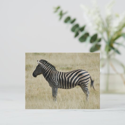 Carte Postale Zèbre (Debout devant)