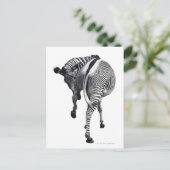 Carte Postale zèbre (Debout devant)