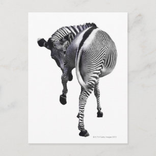 Carte Postale zèbre
