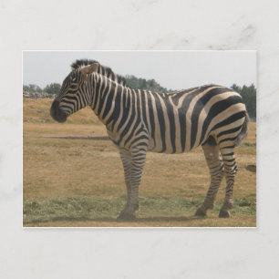 Carte Postale zèbre