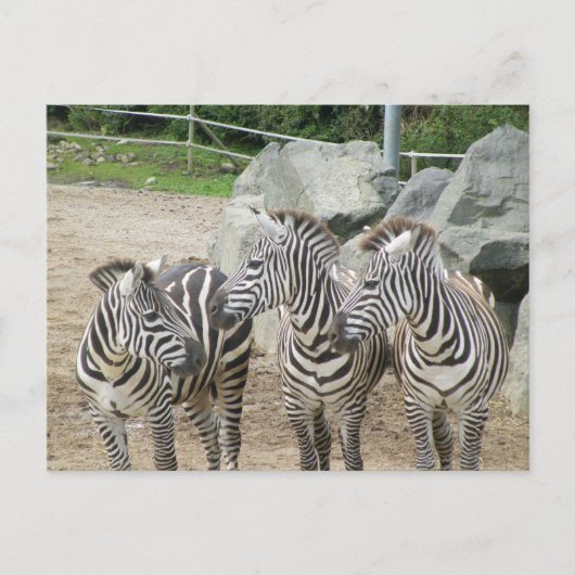 Carte Postale zèbre (Devant)