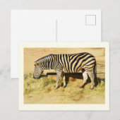 Carte Postale Zèbre (Devant / Derrière)