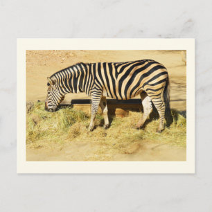 Carte Postale Zèbre