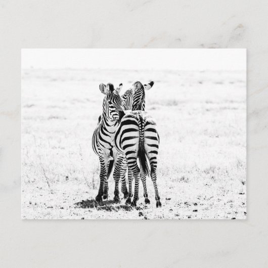 Carte Postale zèbre (Devant)