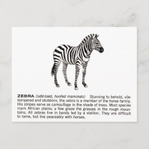 Carte Postale zèbre