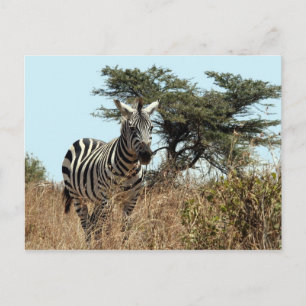 Carte Postale zèbre