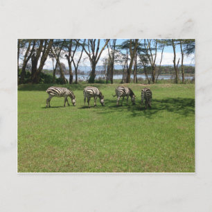 Carte Postale Zèbre