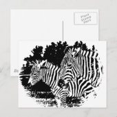 Carte Postale zèbre (Devant / Derrière)