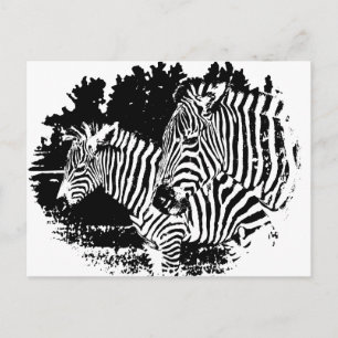 Carte Postale zèbre