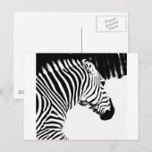 Carte Postale Zèbre (Devant / Derrière)