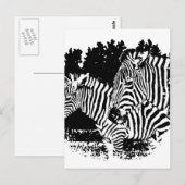 Carte Postale zèbre (Devant / Derrière)