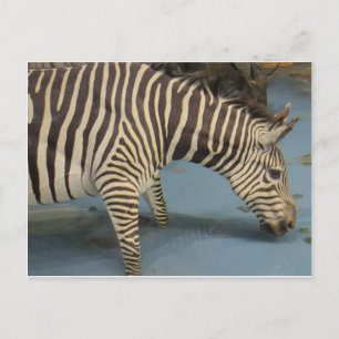 Carte Postale Zèbre