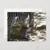 Carte Postale zèbre (Devant / Derrière)